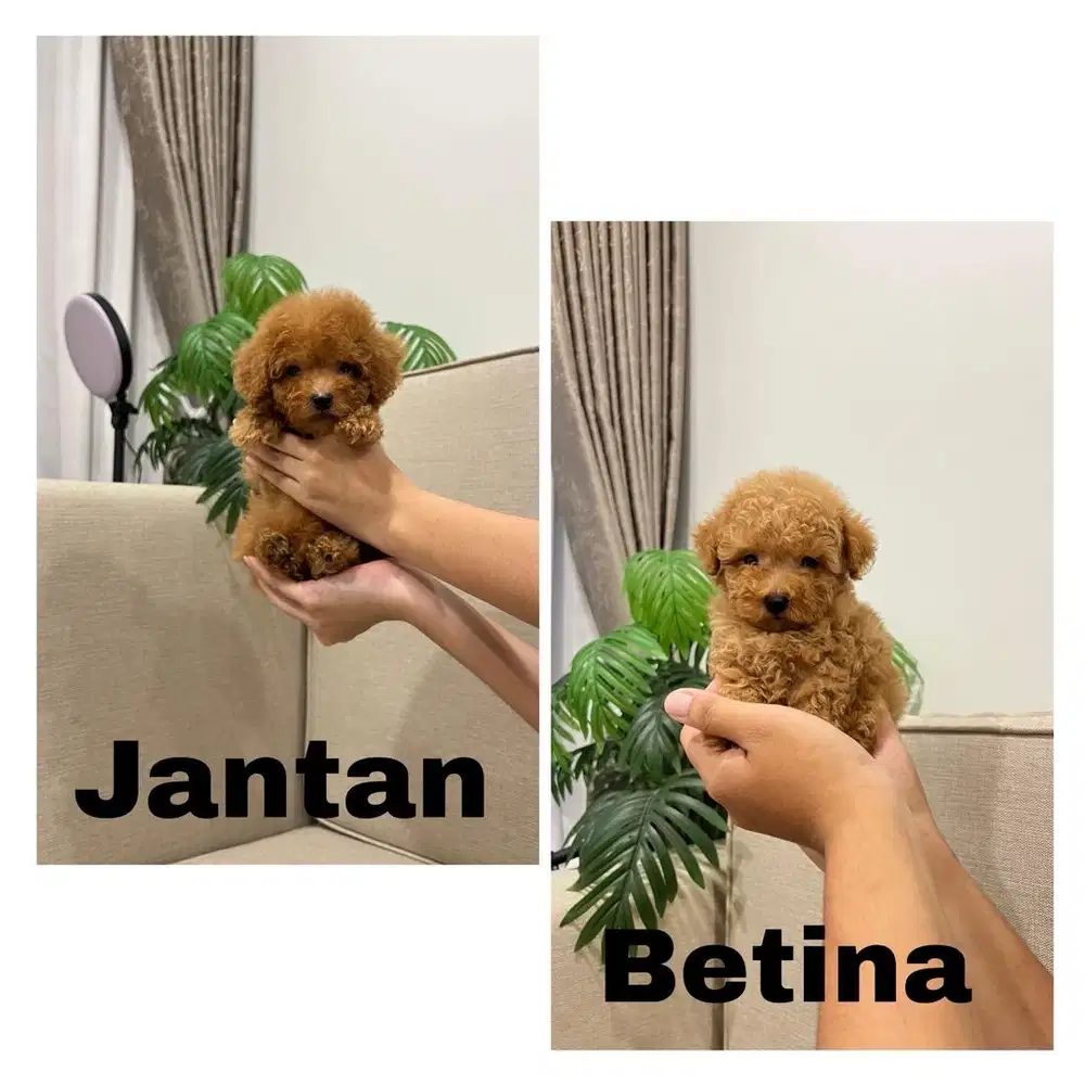 Anjing Tiny Poodle