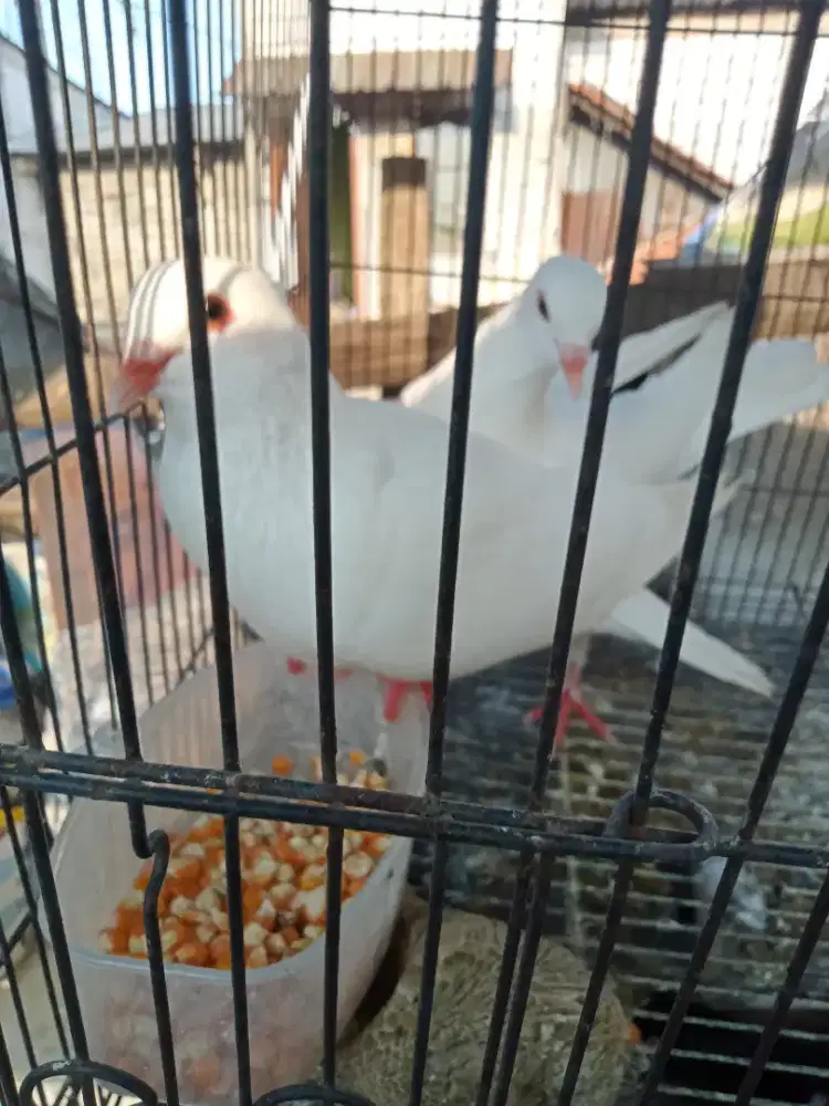 Merpati putih pasangan