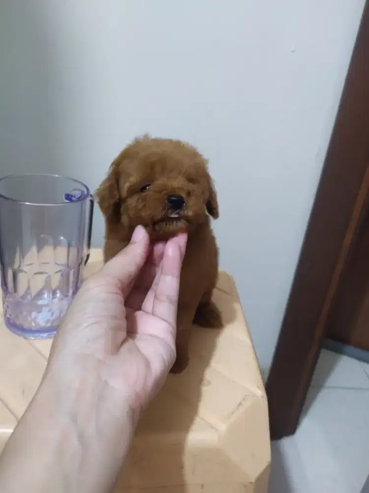 Anakan red poodle tiny betina