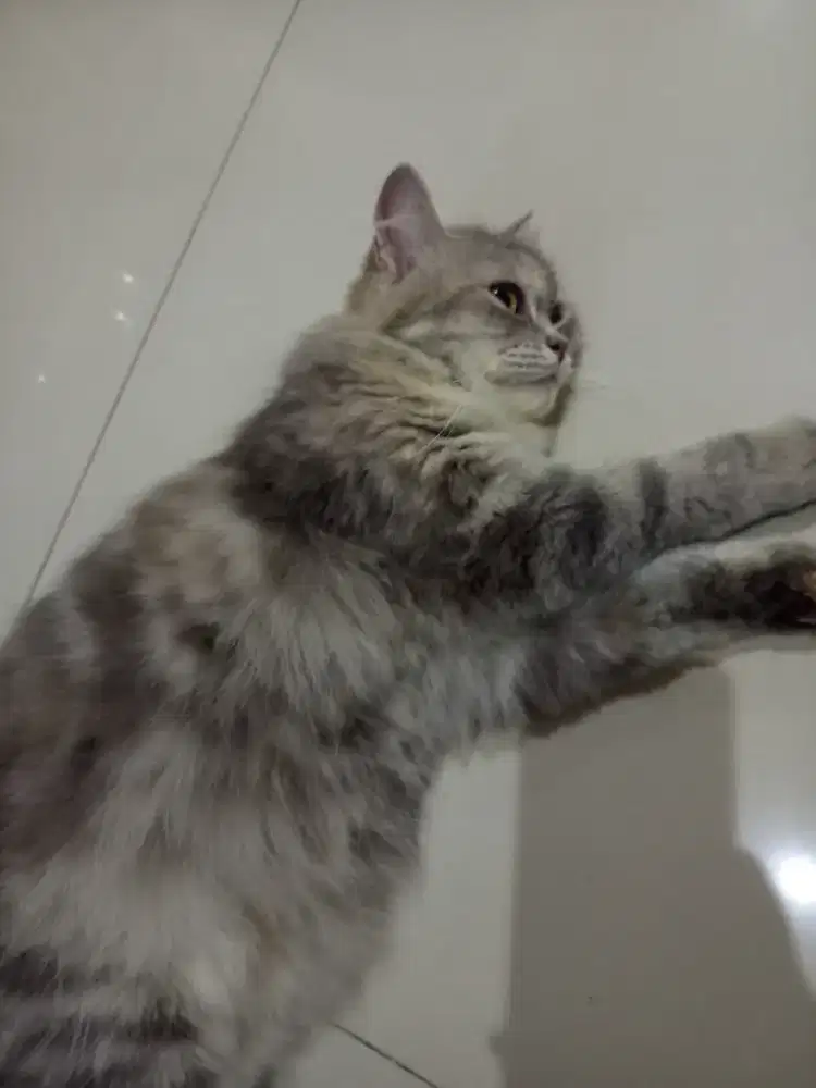 Lepas adop kucing betina campuran