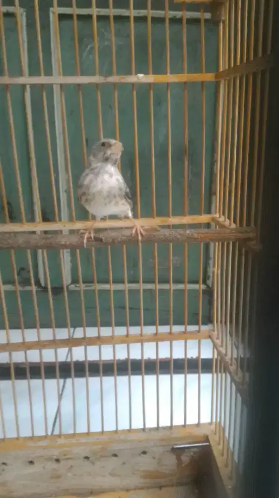 Burung sanger gacor suara ori enakeun cengkokna