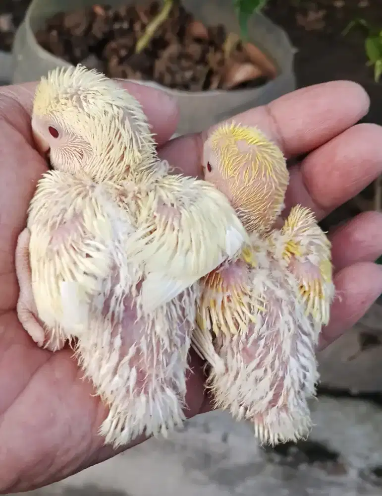 Lovebird lolohan nonklep Mata Merah