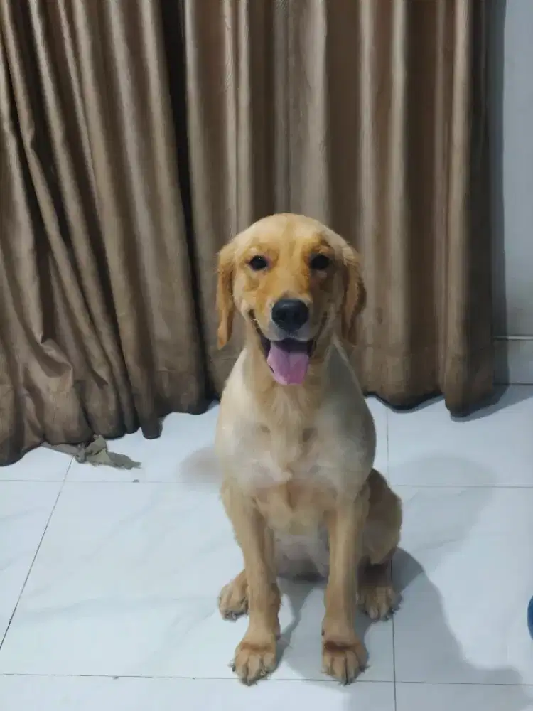 Golden retriever 2 tahunan