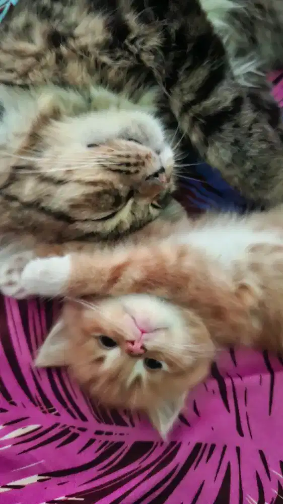 Lepas Adopsi Kitten Persia lucu