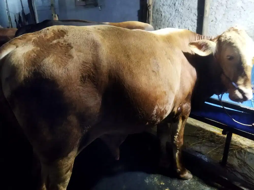 Sapi Kurban Super Tangerang