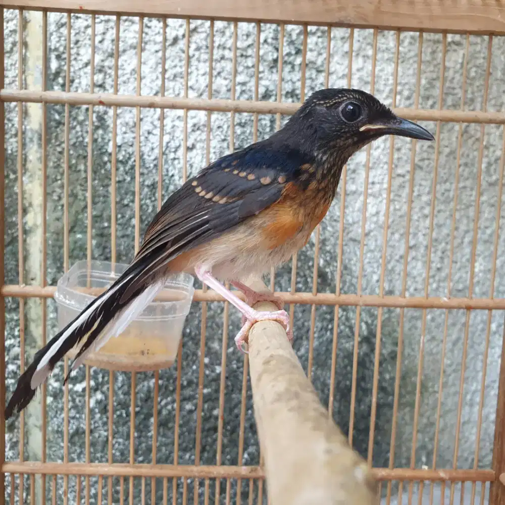 Murai trotolan trah prestasi big ekor panjang