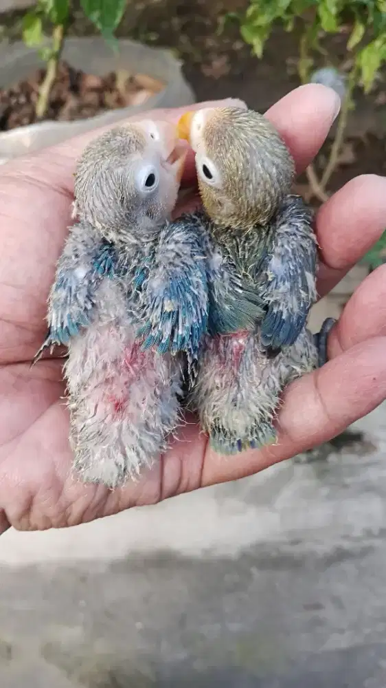 Lolohan lovebird split biola split pf