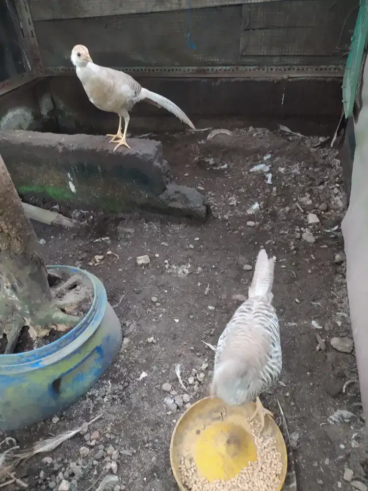 Sepasang ayam hias yellow pheasant atau ayam hutan tibet