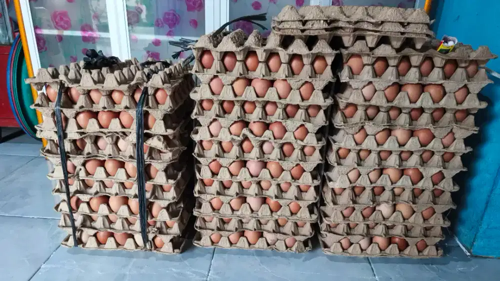 Telur ayam merah atau eropa (fresh & ukuran besar)