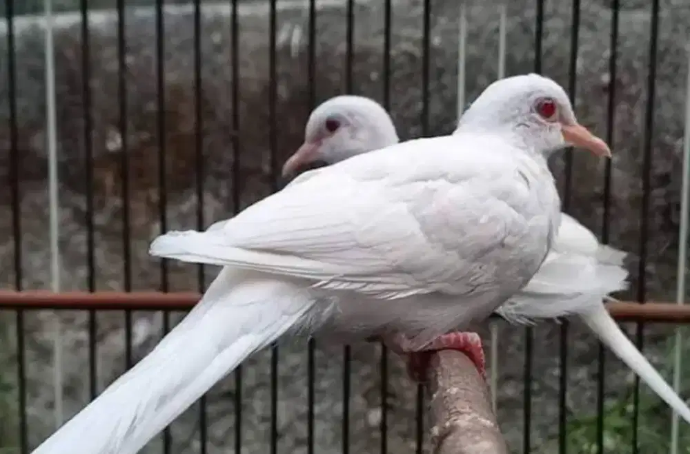 Jual burung perkutut mata merah