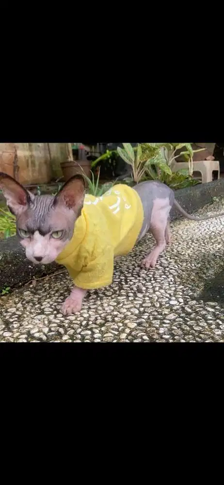 jasa pacak kucing sphynx bambino