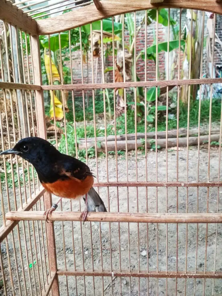 Murai jantan trotol mutasi