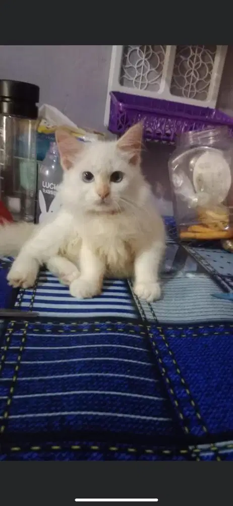 Kitten mixdome betina