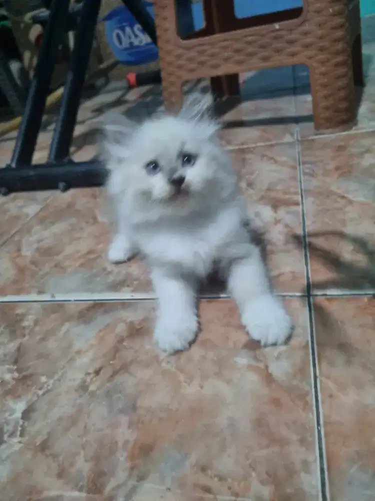 Ragdoll kitten sealpoint bicolor jantan 2 bulan
