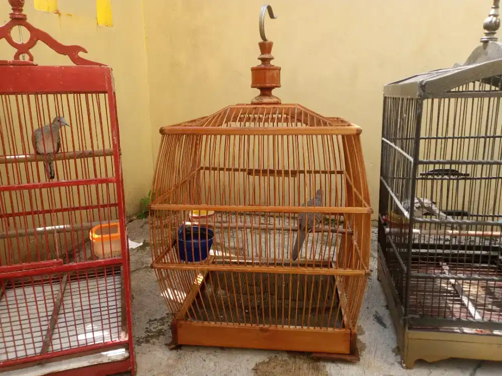 Perkutut Bangkok gacor koar