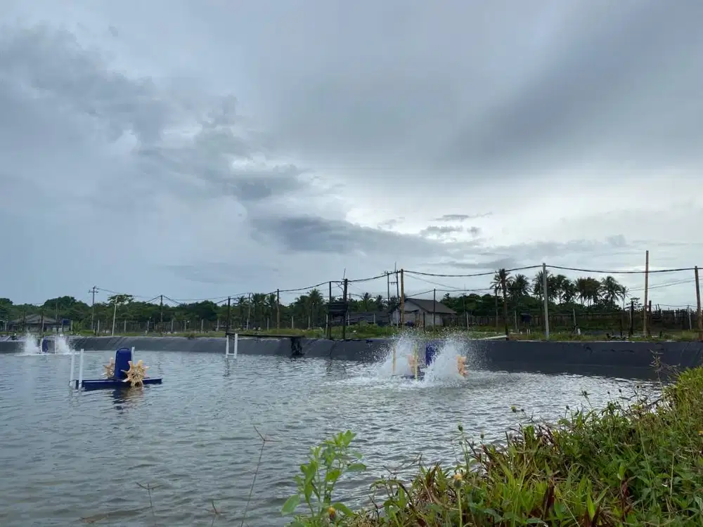 Tambak 4,6 Ha Siap Usaha di Malinping – 18 Kolam Aktif + Fasilitas Len