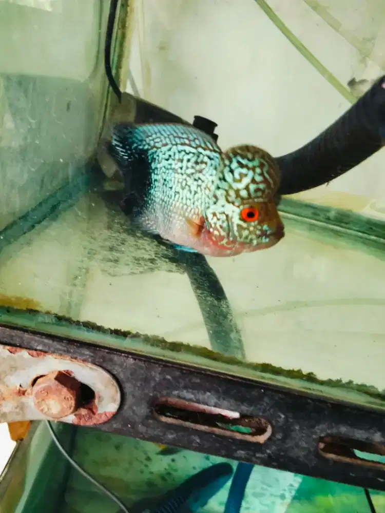 Louhan semi bonsai black tail