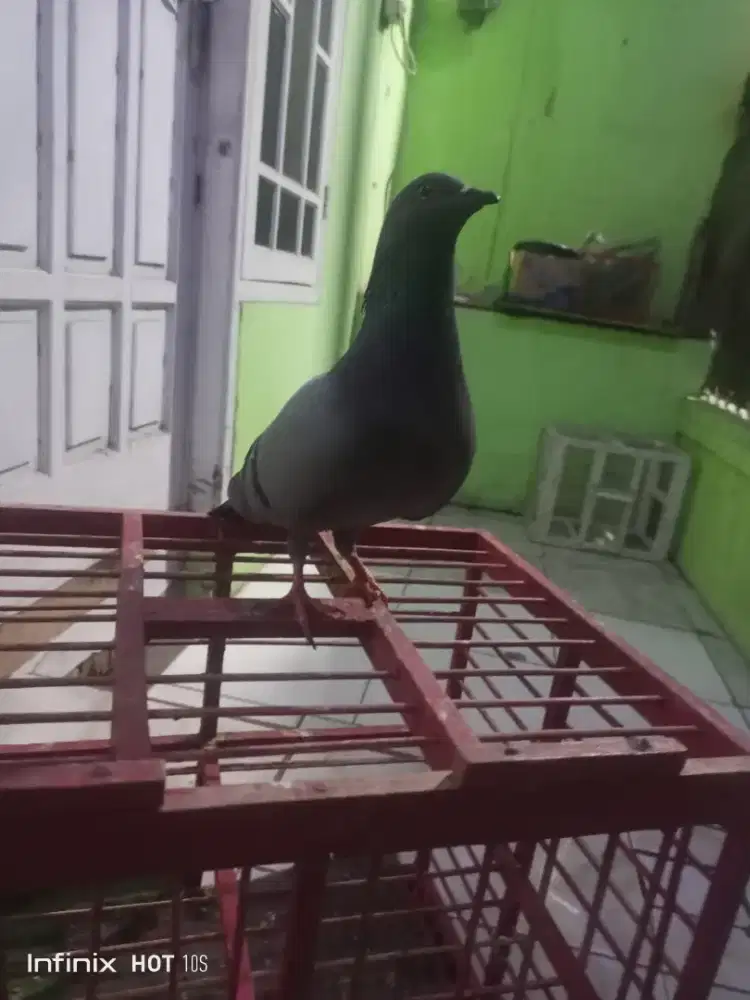 Merpati kolong sepasang