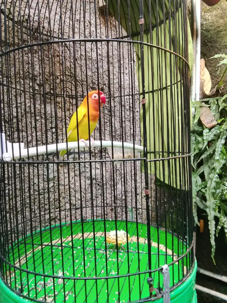 Lovebird lutino mata merah jantan