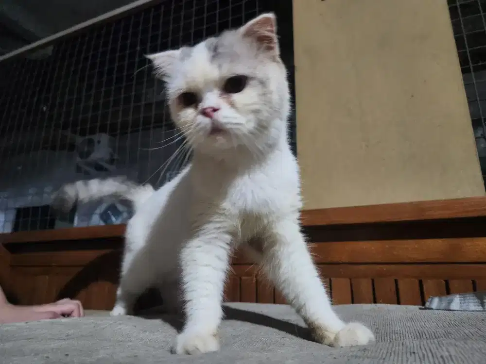 Dijual indukan kucing BSH British short Hair Scotish