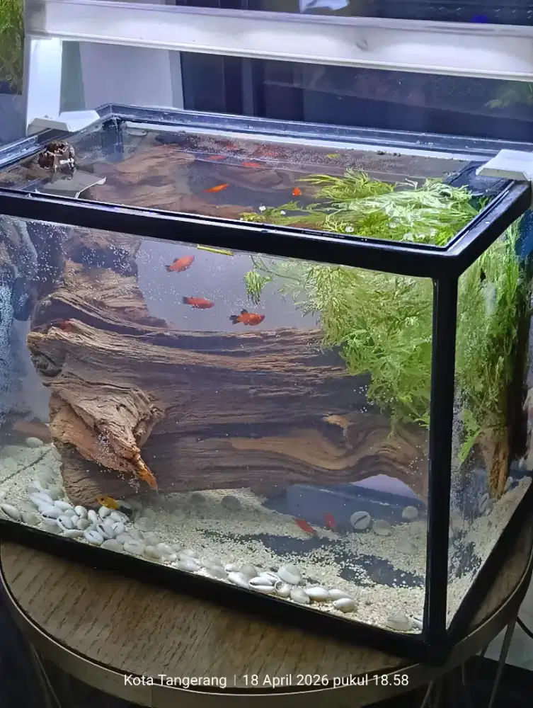 Aquarium Aquascape