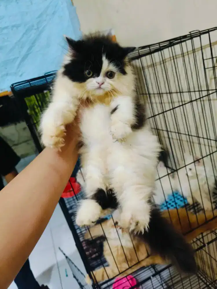 Kitten Persia betina