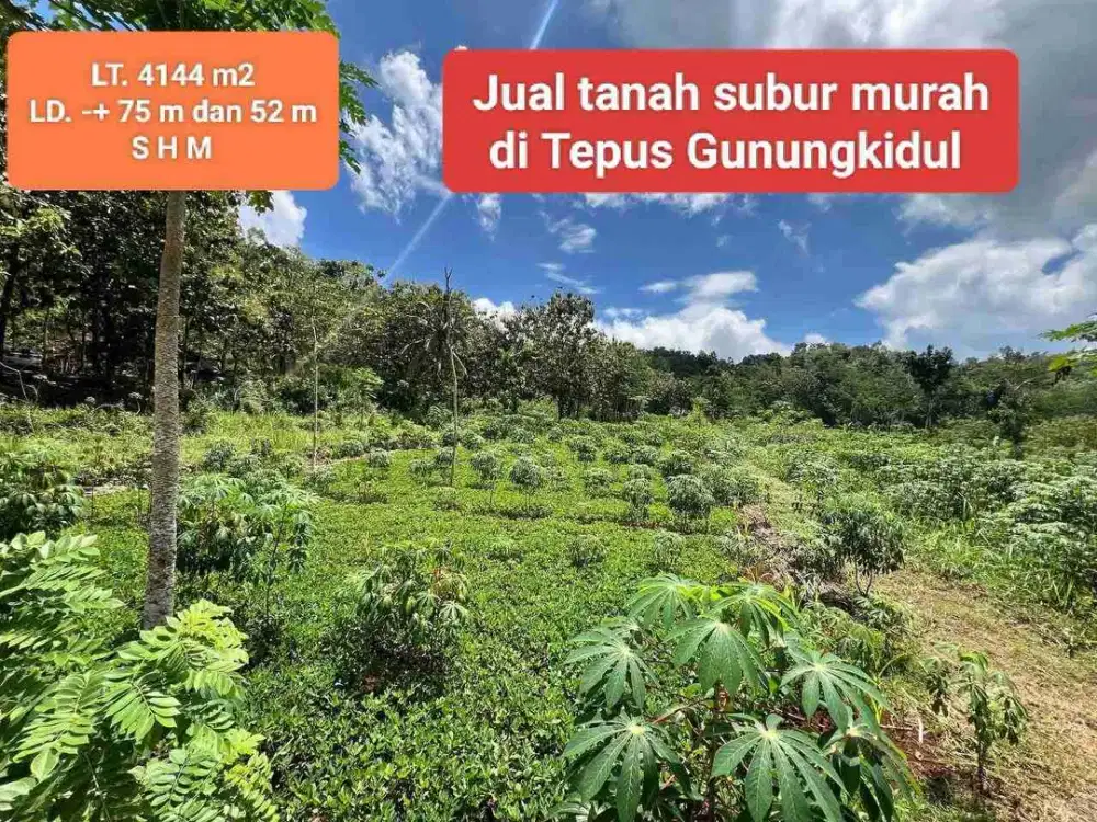 Jual tanah subur murah cocok untuk perkebunan dan peternakan di Tepus Gunungkidul