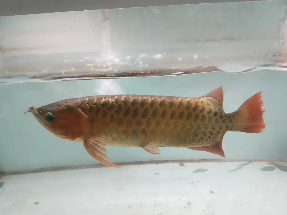 Ikan arwana super murah ukr  60+-