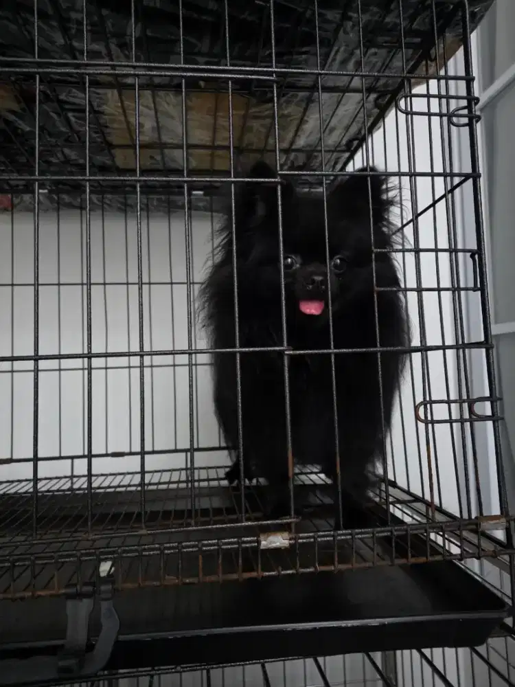 Anjing minipom/pomeranian