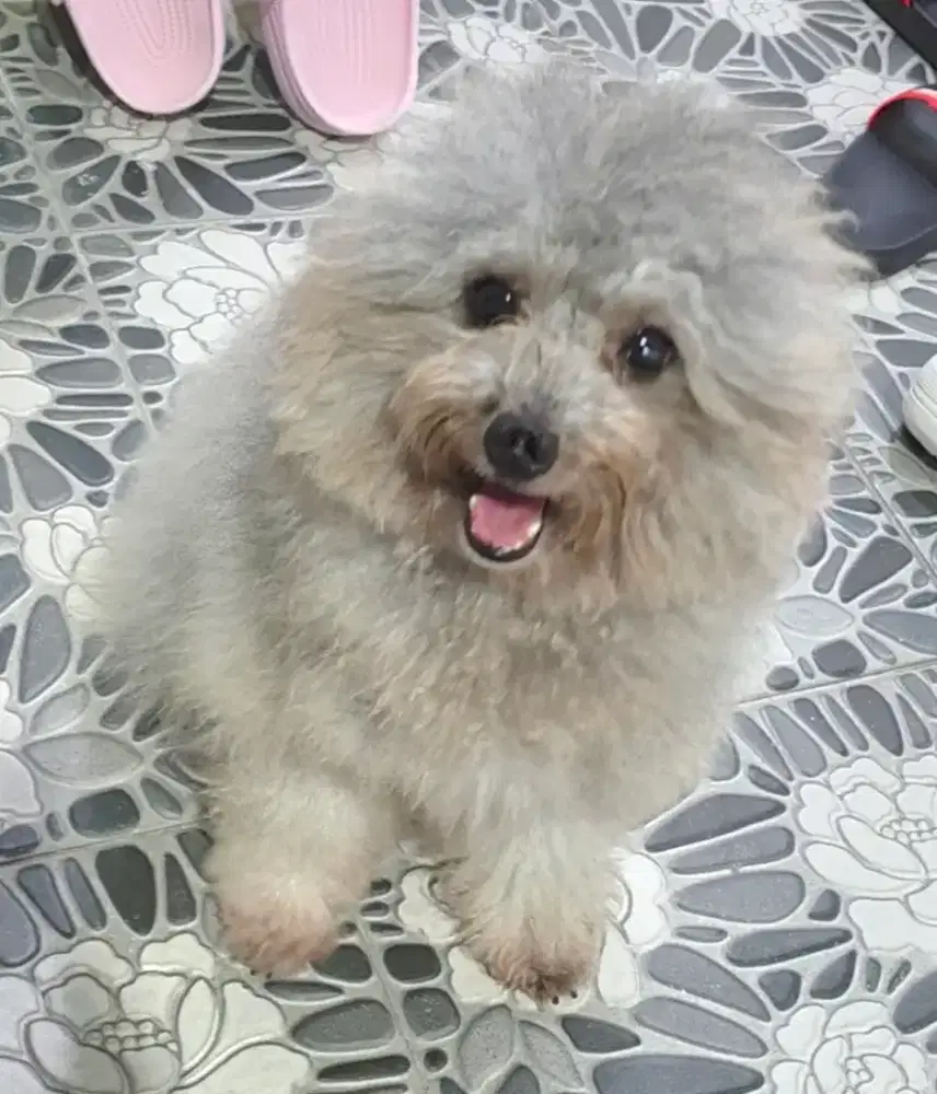 Anjing Silver poodle