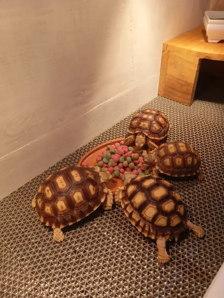 KURA KURA SULCATA 10CM HIGH DOME SMOOTH