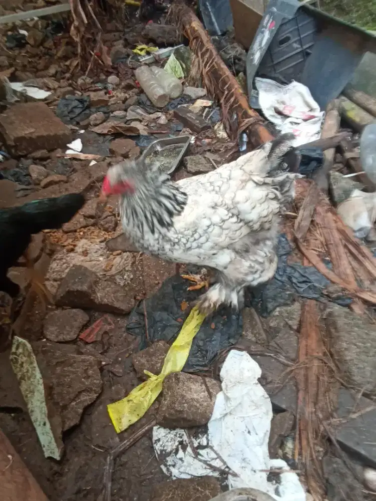 Ayam Brahma betina
