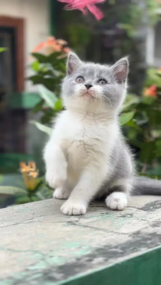 British Shorthair (BSH)