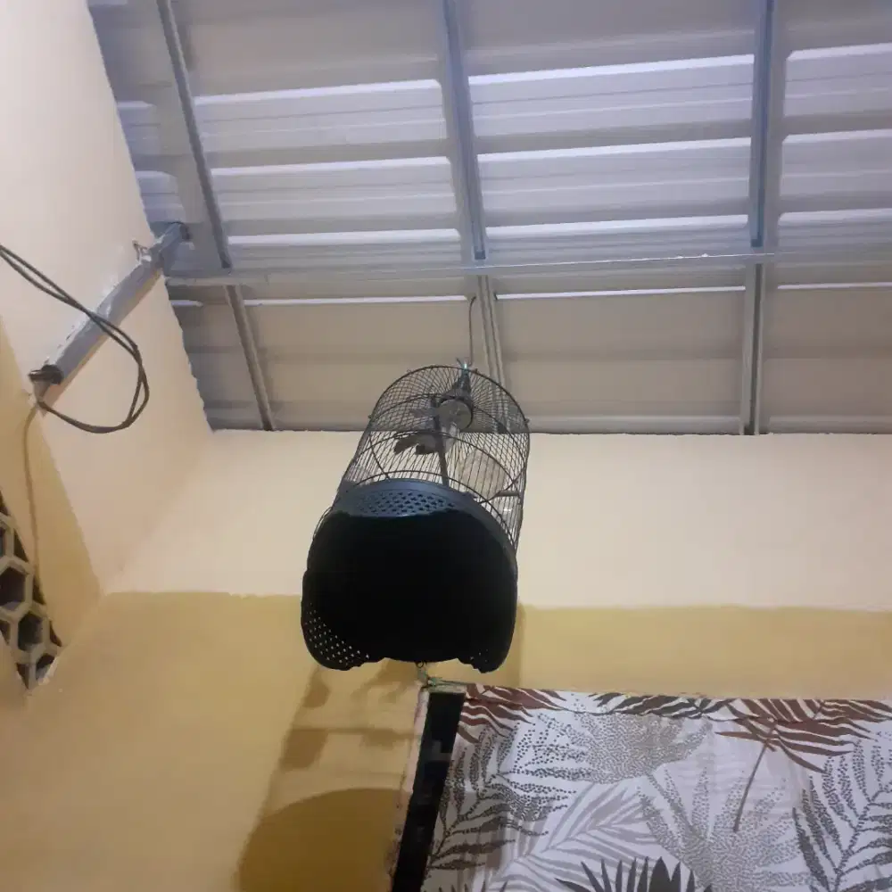 Burung trucuk+sangkar jual murah bisa nego