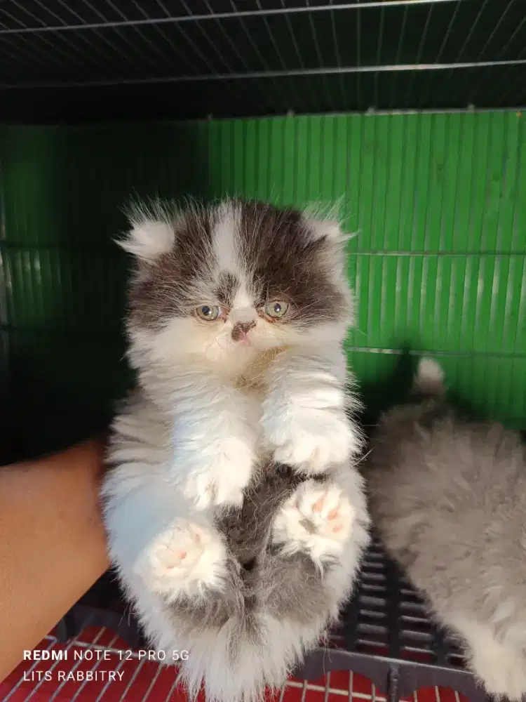 Anakan Kucing Peaknose/Kitten Peaknose Longhair JANTAN