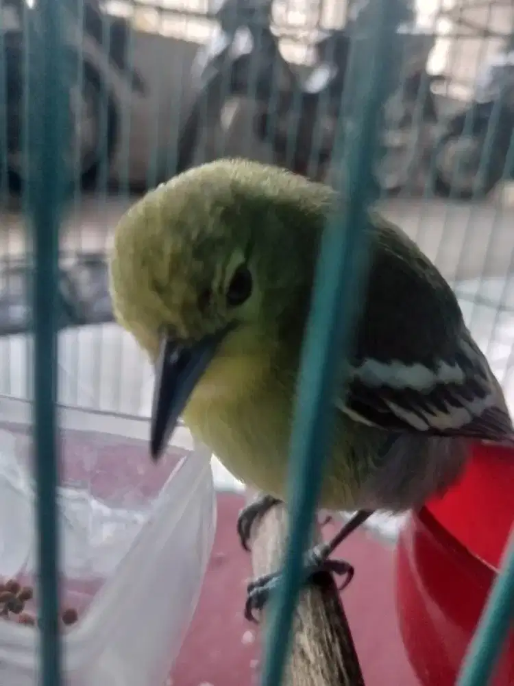 Burung ser puu lulut bunyi