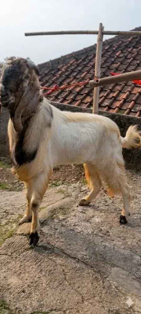 jual kambing dan domba