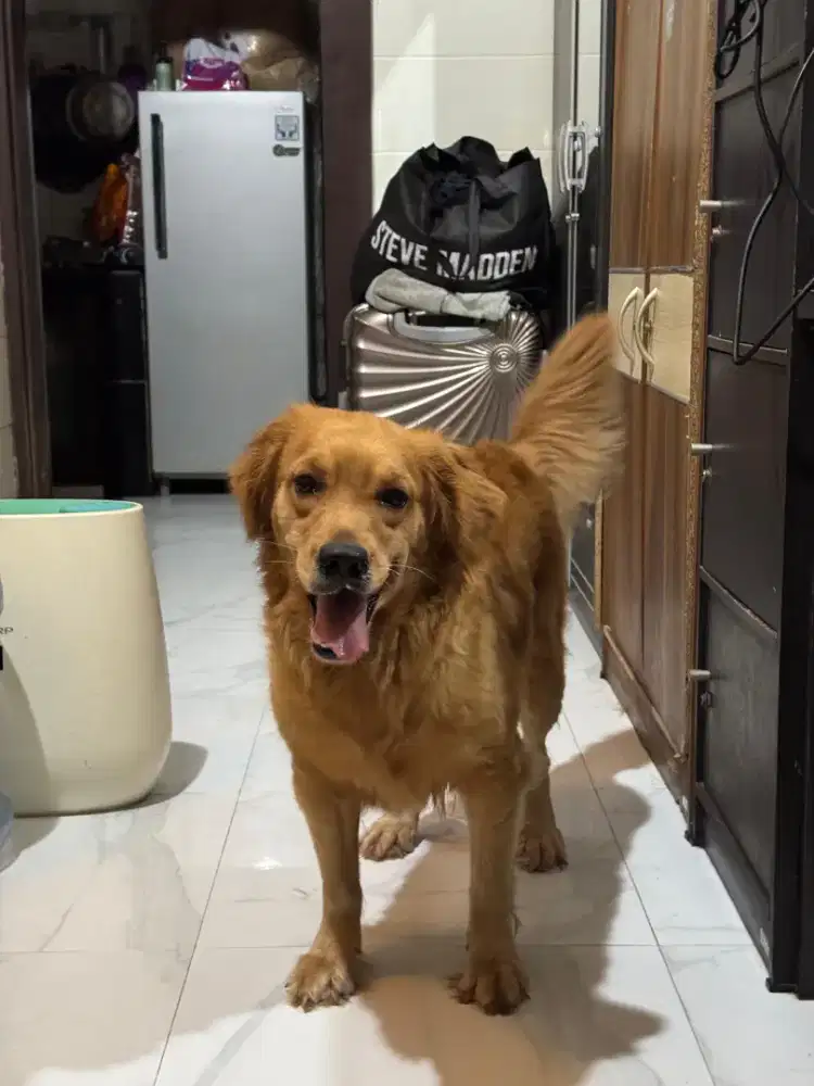 Anjing golden betina