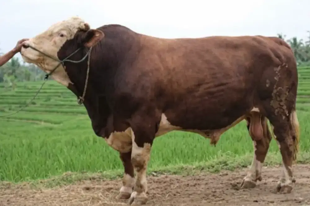 Sapi Qurban limousin 1ton lebih