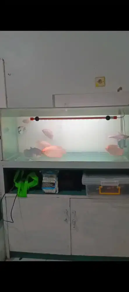 Gurame Padang size beda beda