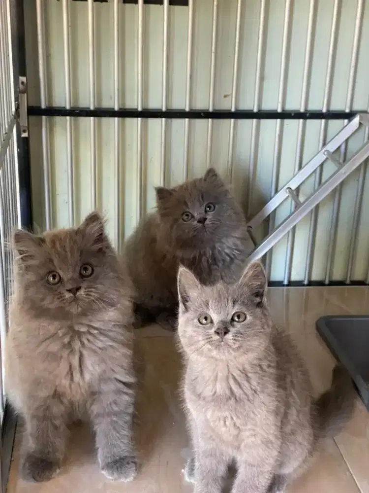 JUAAL KUCING BSH 2,5 BULAN