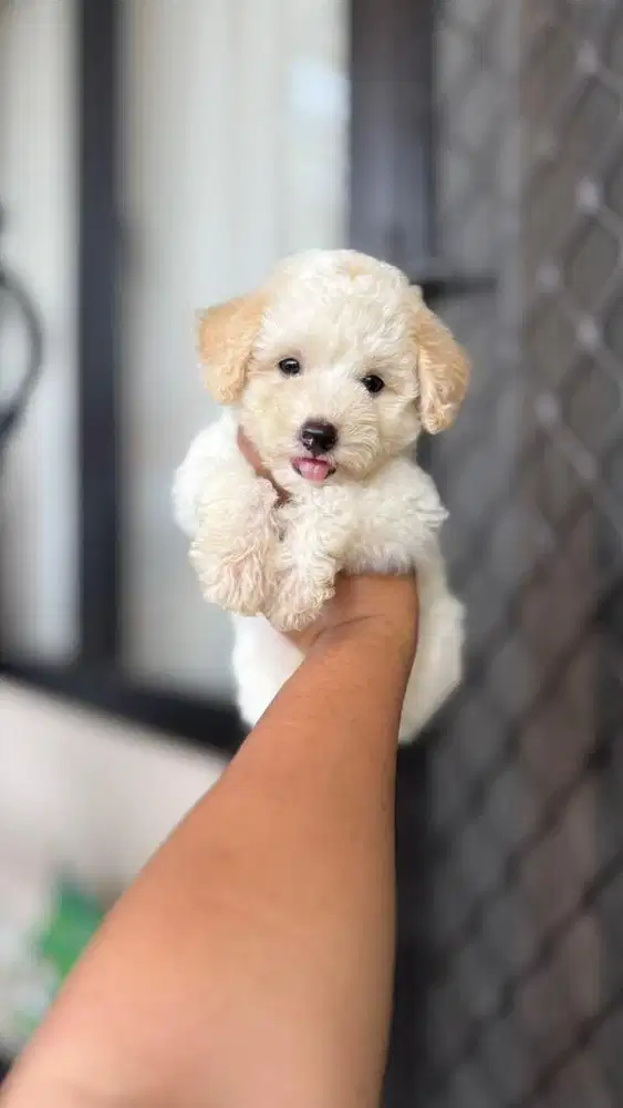 Poodle jantan betina ada