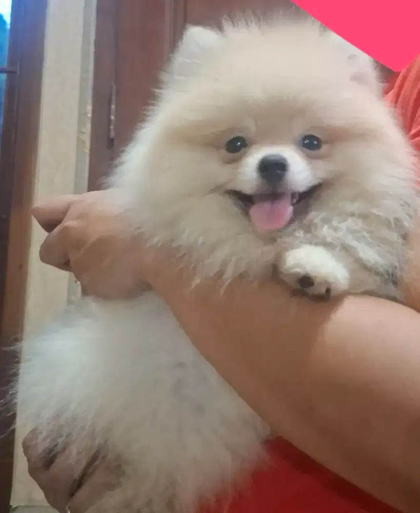 Jual Anak Anjing  Mini Pom Stambum sangat lucu dan sehat  