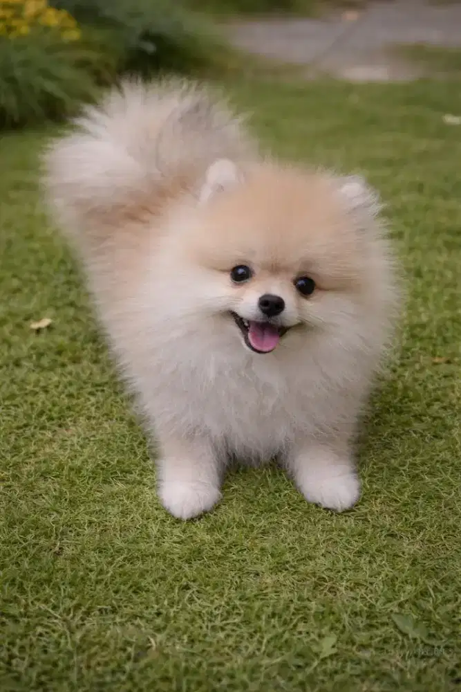 Jual Anak Anjing  Mini Pom Stambum sangat lucu dan sehat  