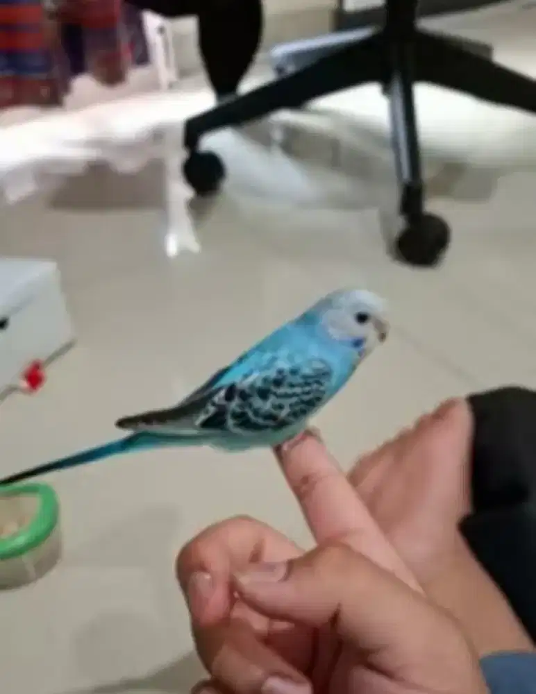 Burung Parkit Jantan Jinak sehat harga NET