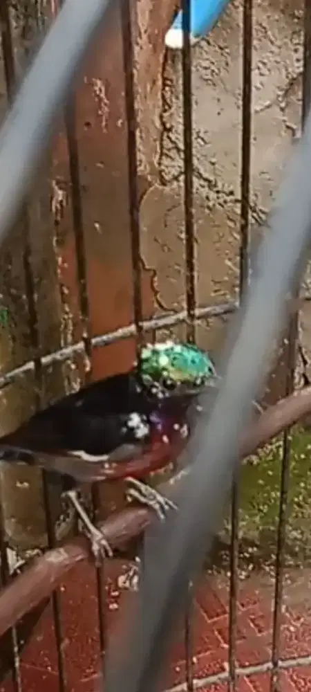 Kolibri blorok rajin bunyi