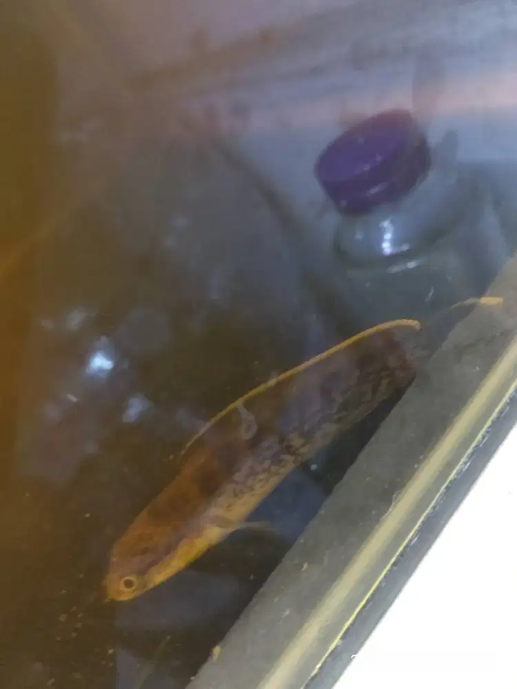 Chana stewarti ukuran 9cm full pelet fin gondrong biru