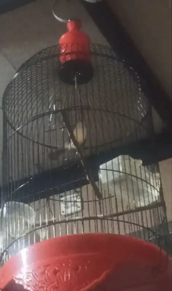 Jual ciblek sudah kristal