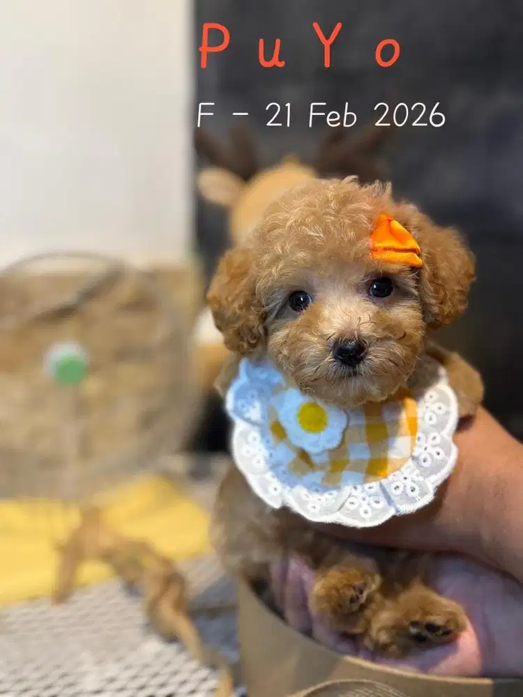 Poodle Female Betina