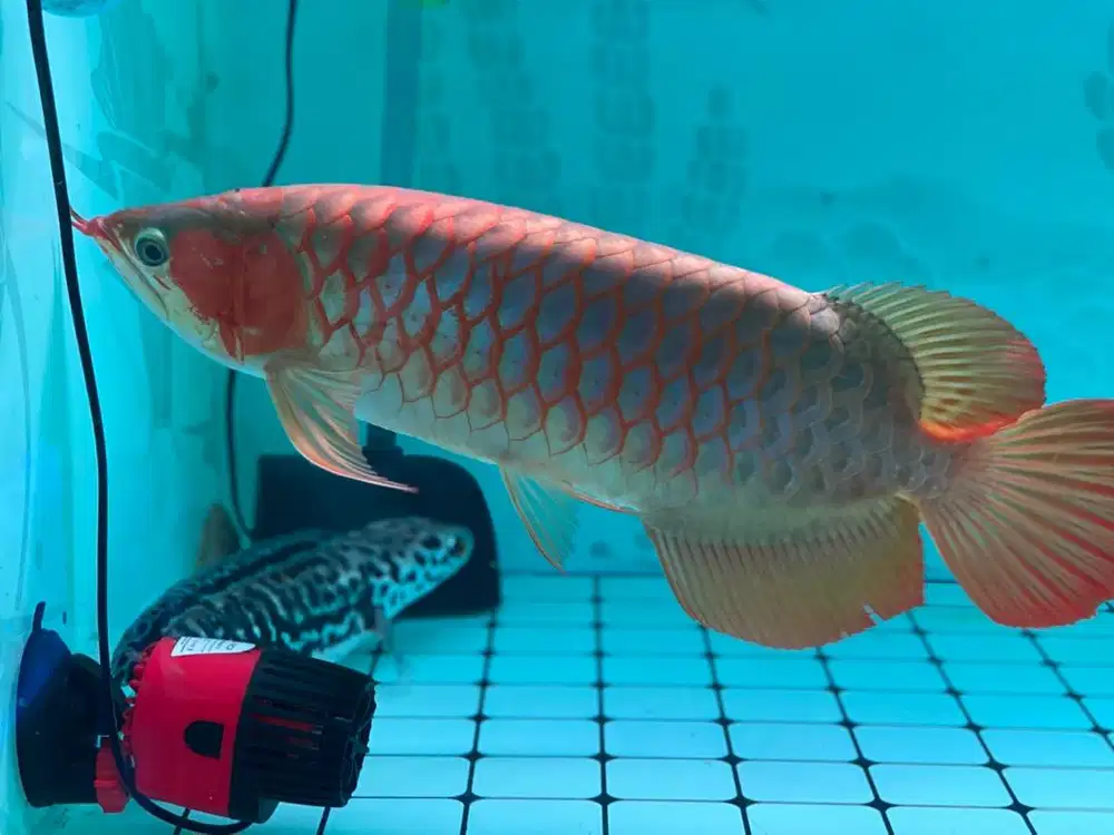 Ikan arwana cakep mantap size 45cm